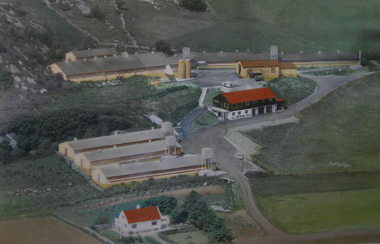 Dahl's Hønseri anno 1973